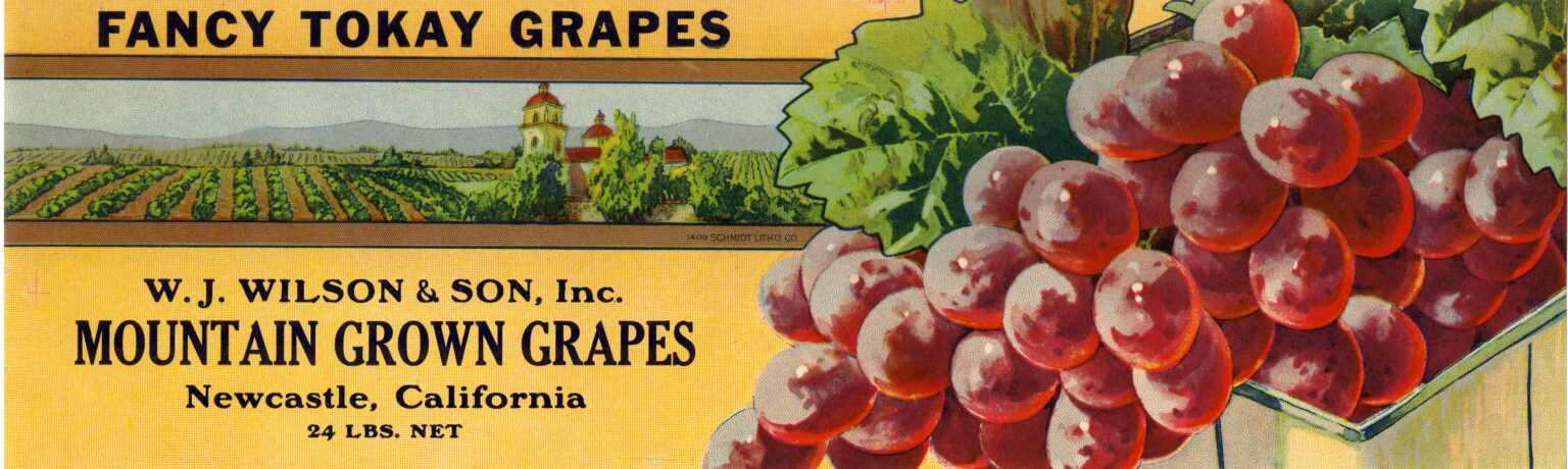 Mountain Grown Grapes
